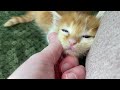 Fluffy Kitten’s First Purrs!