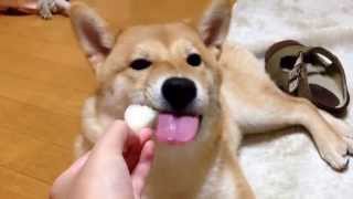 梨が大好きな柴犬の子犬どんぐり  Pear loves Shiba Inu puppy of Donguri