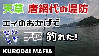 【天草】唐網代の堤防で『エイ』の力を借りてなんとかチヌが釣れました！