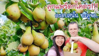 เก็บลูกแพร์โคตรดก!! (ดกจนกิ่งหักกิ่งงอ) เสียงกินกรอบสนั่นทะลุจอ Picking Pear EP.416