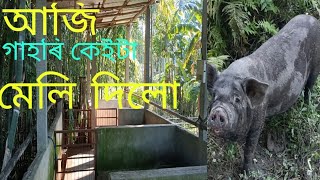 Pig 🐖। সৰুকৈ মোৰ গাহৰি ফাৰ্মখন🐷।Ximang Life's