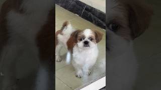 檳榔西施犬店狗 Cute dog可愛狗狗🐶🐕 西施犬，原稱獅子狗（英語：Shih Tzu），是原產藏區的拉薩犬（Lhasa Apso，拉薩獅子狗)