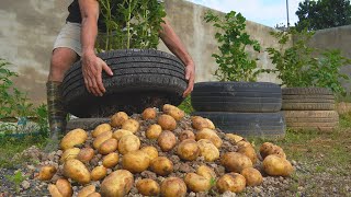 Potato Towers - Tips to Grow High-Yielding Potatoes in Containers