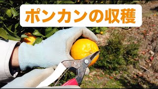 ポンカンの収穫（高知県東洋町）