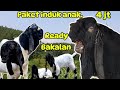 Kambing Kaligesing BREEDING paket Induk anak dan bakalan bakalan ekonomis di jual..!!!