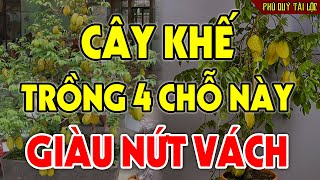 Cứ Trồng Cây Khế Ở 4 Chỗ Này Để HÚT TÀI LỘC Tiền Vàng Kéo Vào Ầm Ầm, Đổi Đời Giàu Nứt Vách