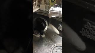 どんどん水飲むのが下手になる猫