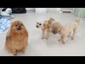 ヨーキー兄とトイプー妹が来たんだよ　🐶ひみつきちなう！①🐶 ヨークシャーテリア チワワ トイプードル イタリアングレーハウンド ポメラニアン マルペキ シープー 2022年6月7日