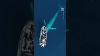 whale watchers encounter 100 - ft - long blue whale #shorts #youtubeshorts #whale