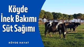 Köyde İnek Bakımı, İnekler Nasıl Beslenir, Bergama Ayaskent, Köyde Hayat Var