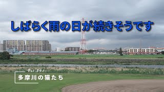 【多摩川の猫たち Vol.391】　しばらく雨の日が続きそうです　【地域猫】