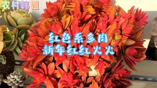 這個季節就適合養這幾款紅色系的多肉，紅紅火火的喜慶又應景