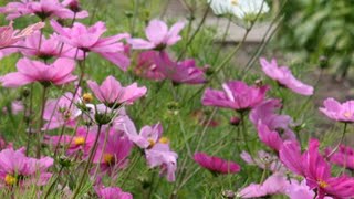 How to grow garden cosmos from seeds. Hvordan så Pyntekorg