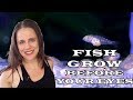 Watch fish grow before your eyes - Aulonocara Fry