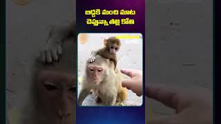 బిడ్డకి మంచి మాట చెప్తున్నా తల్లి కోతి #motivationalvideos#telugufacts#ammu__555#monkey#funny#shorts