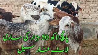 Cholistani rewad Cows for sale best packeg best deal In punab india