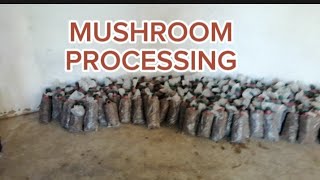 This is how we manufacturing  or  processing mushroom, indlela yokwenza amakhowa// mushrooms farming