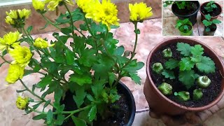 சின்ன சாமந்தி செடி நல்லா வளர பூ பூக்க காய்கறி வேஸ்ட் உரம் | Vegetable Waste for Small Chrysanthemum.