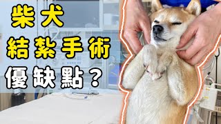 柴犬結紮了！獸醫這樣說！｜柴犬柚醬 醬拔頻道｜