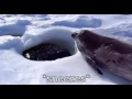 Captioned Seal (Sea Doggo)