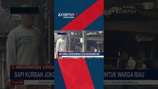 Presiden Jokowi Sumbang Sapi Kurban Berbobot 835 Kg untuk Warga Riau #shorts