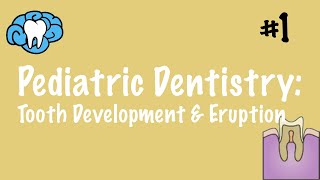Pediatric Dentistry | Tooth Development and Eruption | INBDE, ADAT