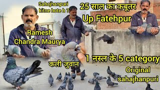 नीले शाहजहांपुरी कबूतर ! 1 nasl ki 5 category ! kyarish kadri pigeons