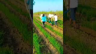 Kisan life 🌱#farming short video