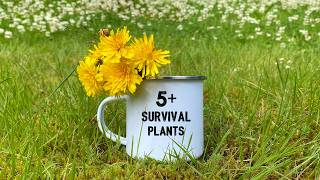 5 Wild Edible Plants | This will save your life in SURVIVAL Situation!