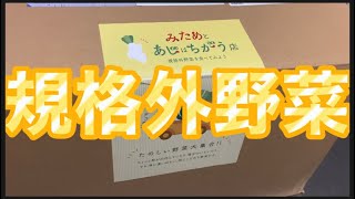 テレビで話題になった規格外の野菜詰め合わせセット買ってみた【フードロス】【みたあじ】