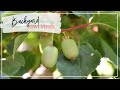 Hardy Kiwi | Backyard Orchard | Propagating Hardy Kiwi