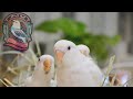 “Lovebirds Breeding Formula | 100% Guaranteed Success Tips!” | Saudi Arabia 🇸🇦