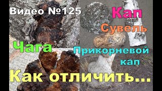 Чага Кап Сувель  Какие признаки Как отличить