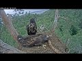 July.26.2024 l Орланы Чулман и Кама в НП Нижняя Кама/White-tailed eagles Chulman&Kama in Lower Kama