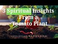 3 Spiritual Insights From a Tomato Plant #christianmotivation