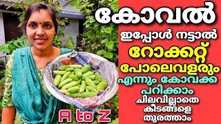 കോവൽ ഇപ്പോൾ നട്ടാൽ റോക്കറ്റുപോലെ വളരും|എന്നും കോവക്കപറിക്കാം|ചിലവില്ലാതെ കീടങ്ങളെ തുരത്താം| Koval |