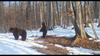 Ris, medved, volk in druge živali v Kočevskem gozdu / Lynx, wolf, bear and other animals in Kočevsko