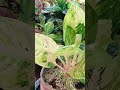 Aglaonema Kwakthong Mutation vs Aglaonema Kwakthong #shorts #aglaonemavarieties #comparison