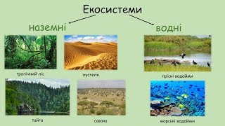 Структура екосистеми