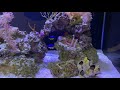 Snowflake Eel Feeding Time