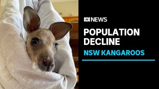 Kangaroo population declines in NSW by 4 million, 'largely attributed' to drought | ABC News