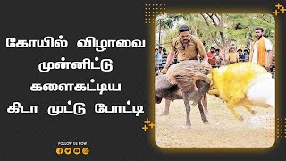 கோயில் விழாவைமுன்னிட்டு களைகட்டிய கிடா முட்டு போட்டி