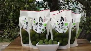 食べ方のおすすめは「炊き込みご飯」小豆島でオリーブの新漬け作業始まる【香川】 (23/10/06 11:30)