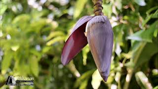 Banana Pod Time Lapse in Our Barbados Garden