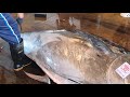 458kg Giant Bluefin Tuna Super Perfect Cutting Skill