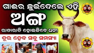 ଗାଈର ଛୁଇଁଦିଅନ୍ତୁ ଏହି ଅଙ୍ଗକୁ | ଭାଗ୍ୟ ବଦଳିଯିବ | ରାତାରାତି ହୋଇଯିବେ ଧନୀ | Odia Vastu tips#Anuchinta