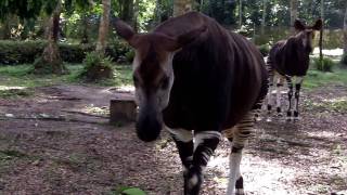 Okapi Encounter