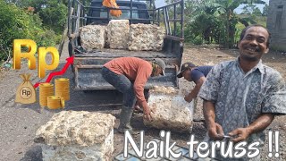 Harga Getah karet Sumatera naik drastis perminggu nya || petani Full senyum bahagia.