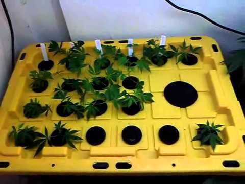 Hydroponic Cloner/veg Room - YouTube