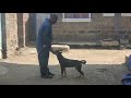 obedient  training  at Nakuru finest  dogs  training.